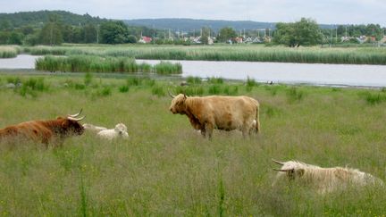De långhåriga korna är tillbaka på Välen i sommar. Foto: Göteborgs Stad