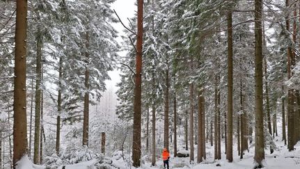 Göteborgs Stads skog i Burebacken på Hisingen. Bilden är tagen i början av februari. Foto: Carl Edholm