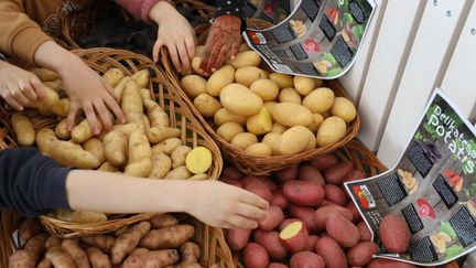 Elever känner på olika potatissorter.